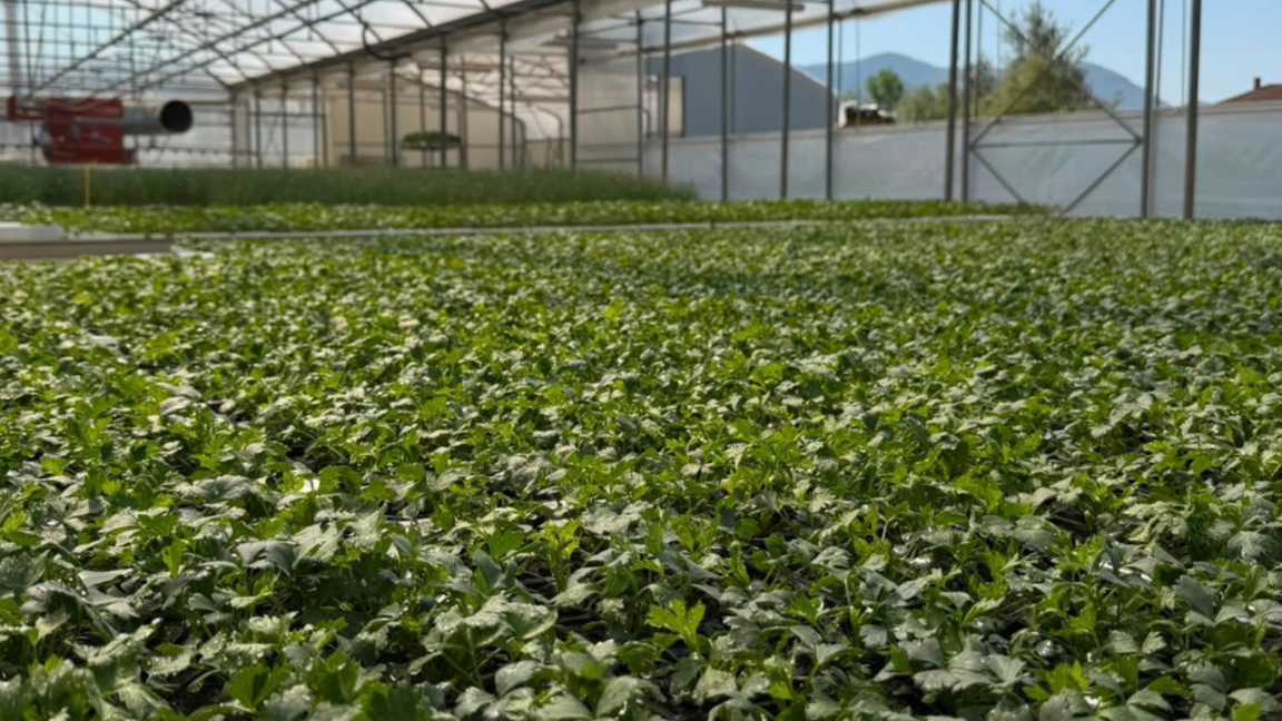 Agro-Neretva
