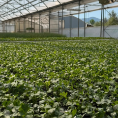 Agro-Neretva