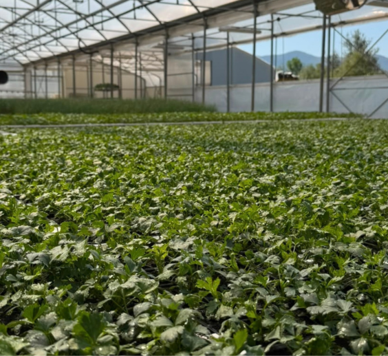Agro-Neretva