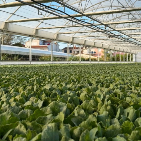 Agro-Neretva