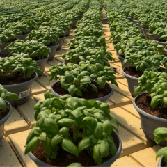 Agro-Neretva