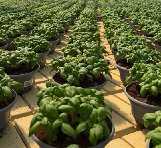 Agro-Neretva