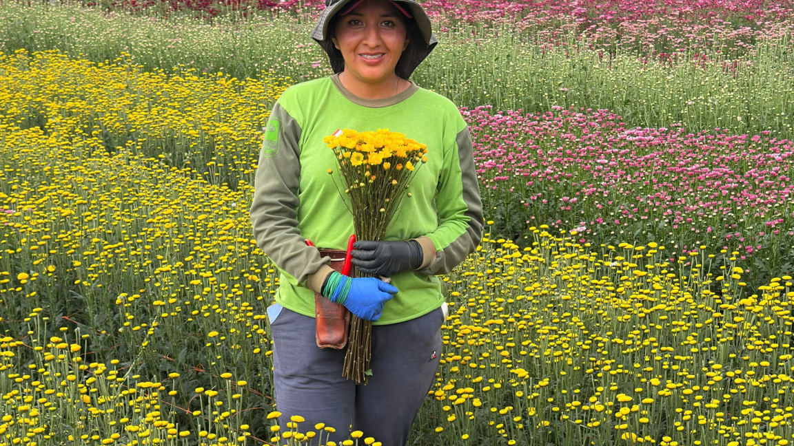 Bellaflor