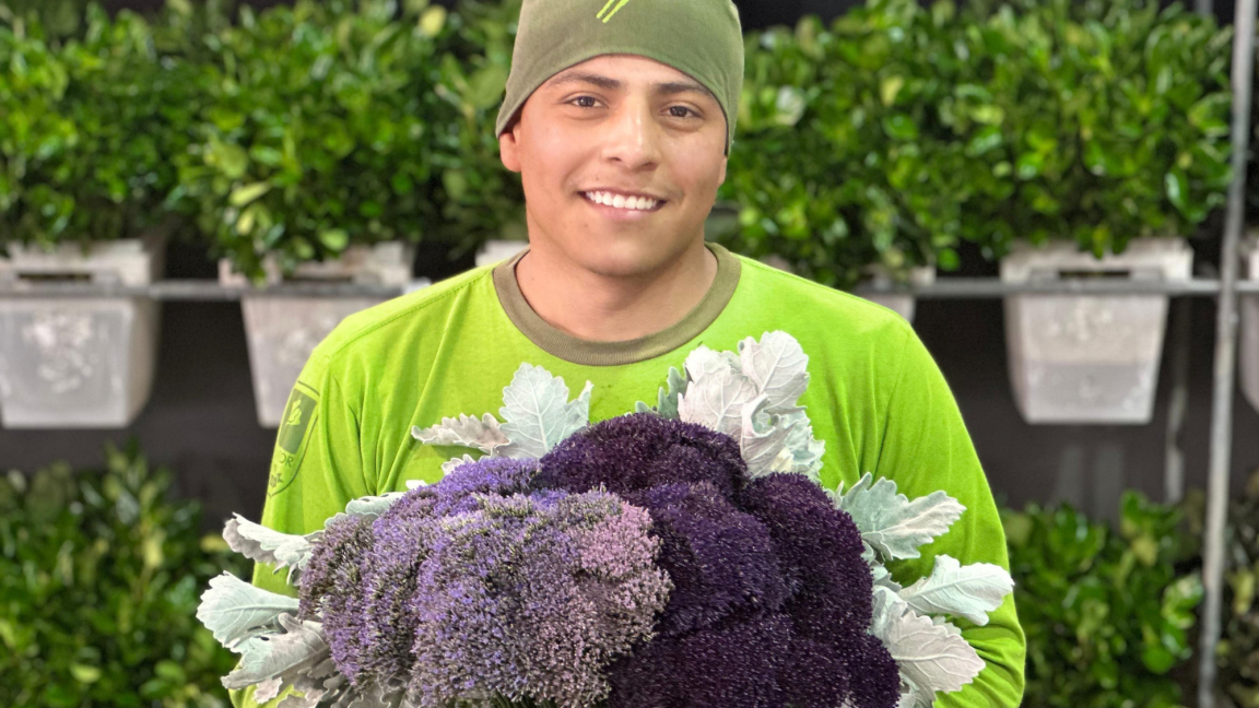 Bellaflor