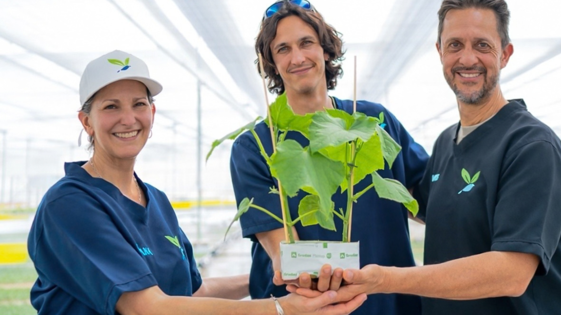 Plantanova