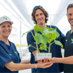 Plantanova