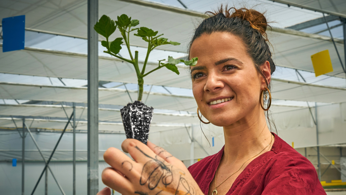 Plantanova