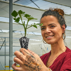 Plantanova