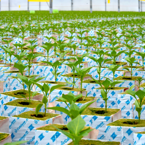 Plantanova