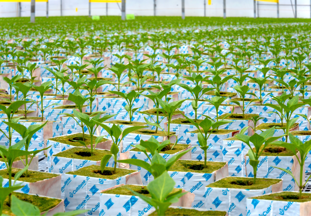Plantanova