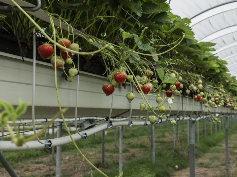 JB Hydroponics